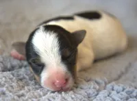 Earl, a male Jack Russell Terrier for sale in Riverside, CA – 2 of 10