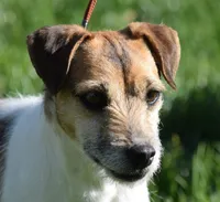 Due July 17th, a  Parson Russell Terrier for sale in Riverside, CA – 5 of 7