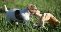 Prince, a male Parson Russell Terrier for sale in Riverside, CA – 4 of 10