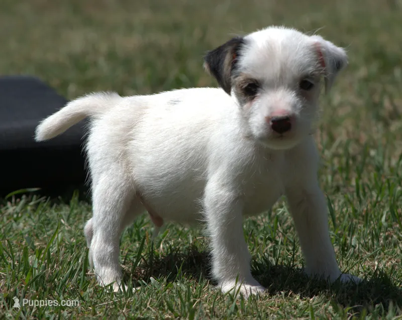 Iggy – Jack Russell Terrier puppy for sale in Riverside, CA