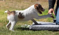 Ready Now!, a male Jack Russell Terrier for sale in Riverside, CA – 8 of 10