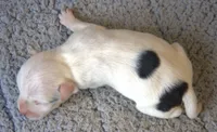 Jonas, a male Jack Russell Terrier for sale in Riverside, CA – 2 of 10