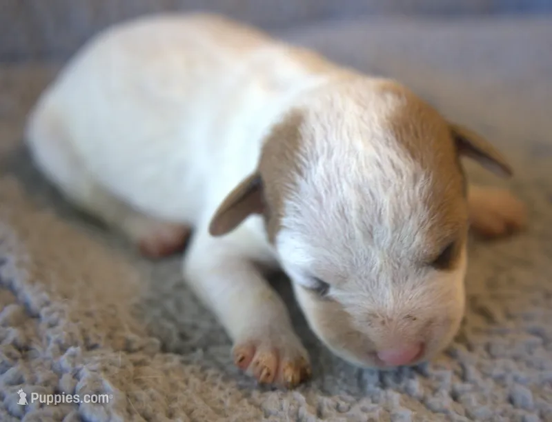 Flynn – Parson Russell Terrier puppy for sale in Riverside, CA