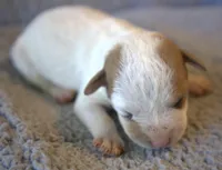 Flynn, a male Parson Russell Terrier for sale in Riverside, CA – 1 of 10