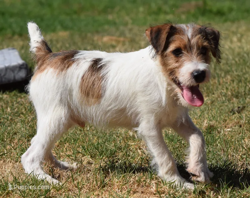 Ready Now! – Jack Russell Terrier puppy on hold in Riverside, CA