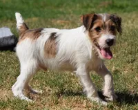 Ready Now!, a male Jack Russell Terrier for sale in Riverside, CA – 1 of 10