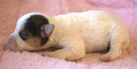 Fern, a female Jack Russell Terrier for sale in Riverside, CA – 3 of 7