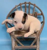 Gizmo, a male Jack Russell Terrier for sale in Riverside, CA – 5 of 10