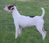 Whitney, a female Jack Russell Terrier for sale in Riverside, CA – 8 of 10