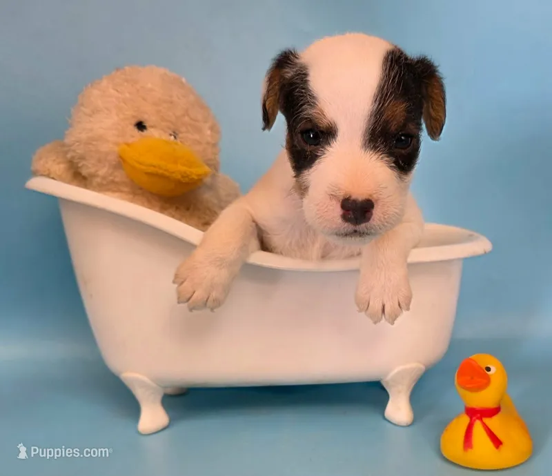 Dozer – Parson Russell Terrier puppy for sale in Riverside, CA