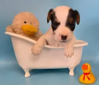 Dozer, a male Parson Russell Terrier for sale in Riverside, CA – 1 of 10