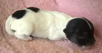 Trudy, a female Jack Russell Terrier for sale in Riverside, CA – 4 of 9