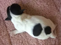 Trudy, a female Jack Russell Terrier for sale in Riverside, CA – 5 of 9