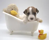 Penelope, a female Parson Russell Terrier for sale in Riverside, CA – 3 of 9