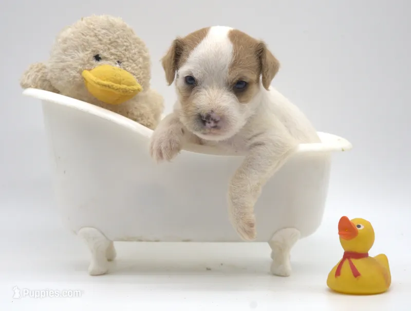 Flynn – Parson Russell Terrier puppy for sale in Riverside, CA