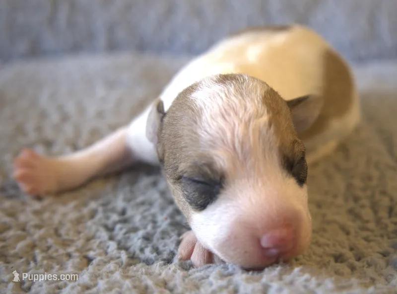 Racer – Parson Russell Terrier puppy for sale in Riverside, CA