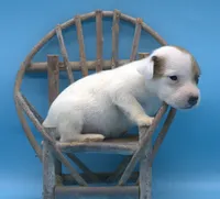 Alvin, a male Jack Russell Terrier for sale in Riverside, CA – 4 of 10