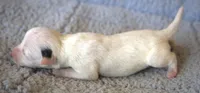 Jax, a male Jack Russell Terrier for sale in Riverside, CA – 4 of 10