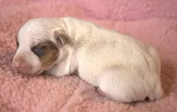 Gigi, a female Parson Russell Terrier for sale in Riverside, CA – 3 of 10