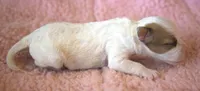 Whitney, a female Jack Russell Terrier for sale in Riverside, CA – 5 of 10