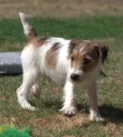 Ready Now!, a male Jack Russell Terrier for sale in Riverside, CA – 7 of 10