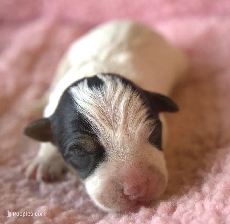Maddie – Parson Russell Terrier puppy for sale in Riverside, CA