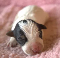 Maddie, a female Parson Russell Terrier for sale in Riverside, CA – 1 of 10