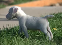 Patrick, a male Parson Russell Terrier for sale in Riverside, CA – 4 of 10