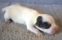 Raider, a male Jack Russell Terrier for sale in Riverside, CA – 3 of 9