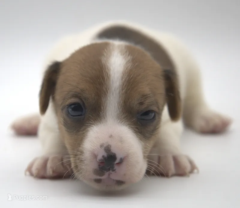 Ember – Parson Russell Terrier puppy for sale in Riverside, CA