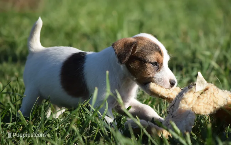 Prince – Parson Russell Terrier puppy for sale in Riverside, CA