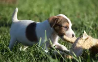 Prince, a male Parson Russell Terrier for sale in Riverside, CA – 1 of 10