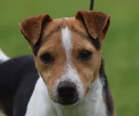 Stitch, a male Parson Russell Terrier for sale in Riverside, CA – 7 of 10