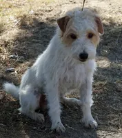 Due July 3rd, a  Jack Russell Terrier for sale in Riverside, CA – 5 of 6