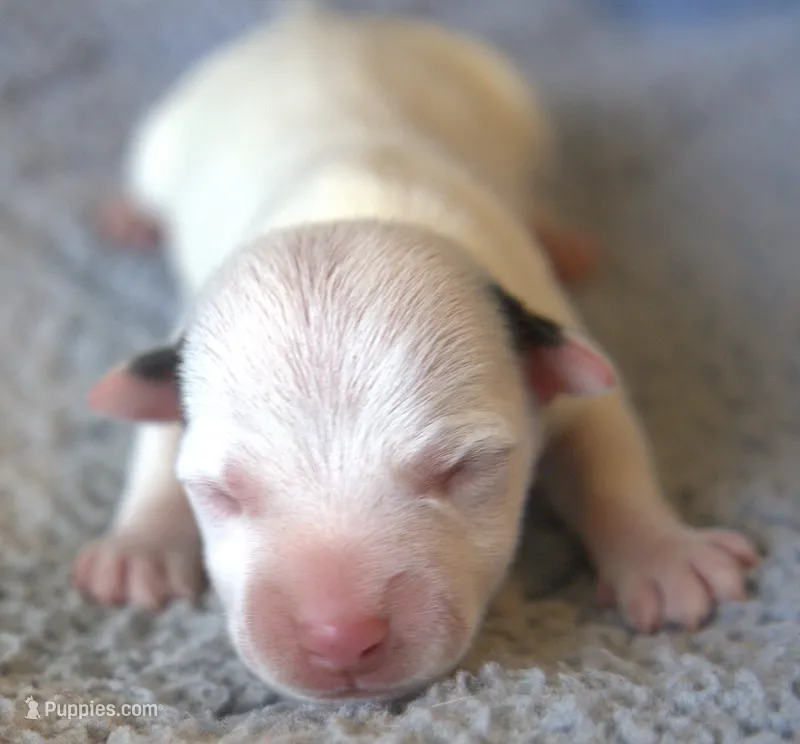 Jax – Jack Russell Terrier puppy for sale in Riverside, CA