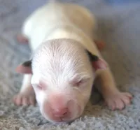 Jax, a male Jack Russell Terrier for sale in Riverside, CA – 1 of 10