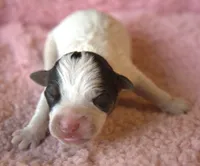 Maddie, a female Parson Russell Terrier for sale in Riverside, CA – 2 of 10