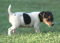 Bubbles, a female Jack Russell Terrier for sale in Riverside, CA – 4 of 10