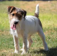 Ready Now!, a male Jack Russell Terrier for sale in Riverside, CA – 2 of 10