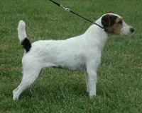 Due October 10th, a  Parson Russell Terrier for sale in Riverside, CA – 6 of 8