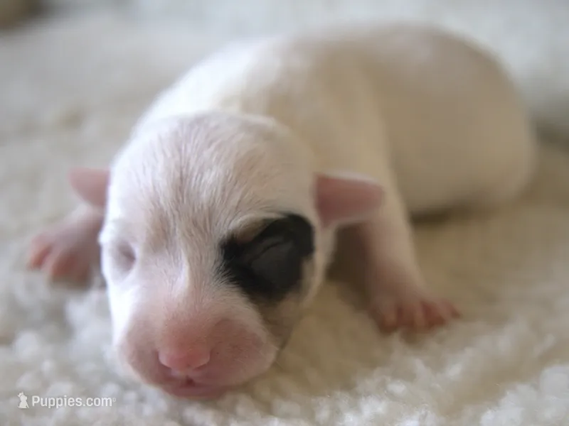 Emma – Jack Russell Terrier puppy for sale in Riverside, CA