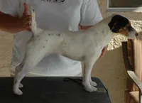 Due Early July, a  Parson Russell Terrier for sale in Riverside, CA – 10 of 10