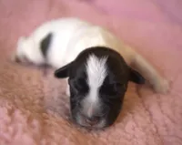 Shelby, a female Jack Russell Terrier for sale in Riverside, CA – 1 of 10