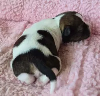 Newborn "Georgia", a female Parson Russell Terrier for sale in Riverside, CA – Photo 2 of 10