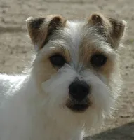 Newborn "Georgia", a female Parson Russell Terrier for sale in Riverside, CA – Photo 8 of 10