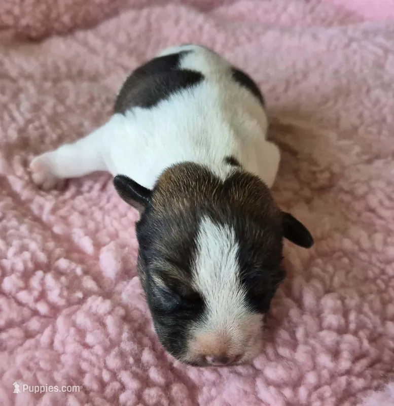 Newborn "Georgia" – Parson Russell Terrier puppy for sale in Riverside, CA
