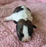 Newborn "Georgia", a female Parson Russell Terrier for sale in Riverside, CA – Photo 1 of 10