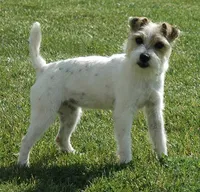 Newborn "Georgia", a female Parson Russell Terrier for sale in Riverside, CA – Photo 9 of 10