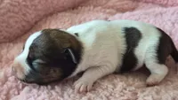 Newborn "Georgia", a female Parson Russell Terrier for sale in Riverside, CA – Photo 3 of 10
