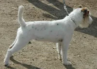 Newborn "Georgia", a female Parson Russell Terrier for sale in Riverside, CA – Photo 10 of 10